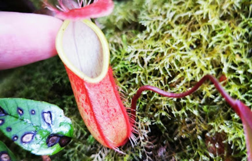 Maragang Hill Hiking