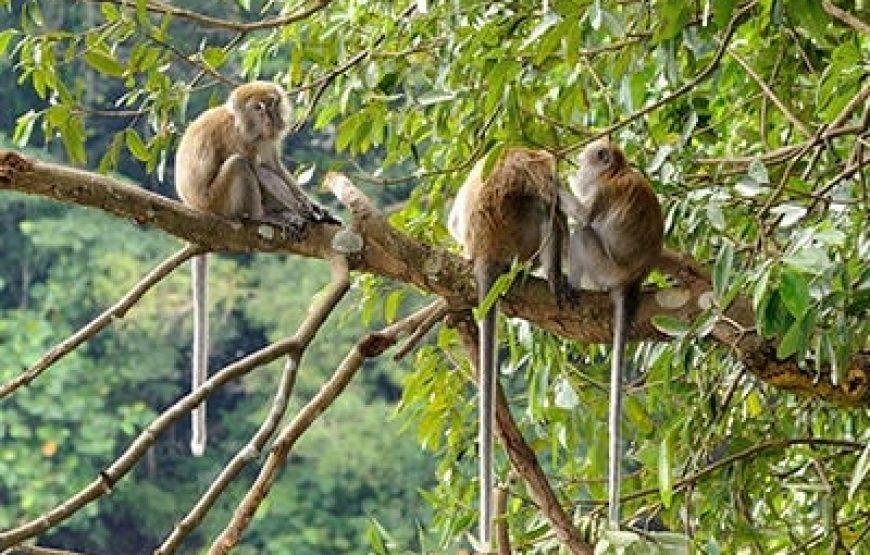 KAWA-KAWA RIVER CRUISE